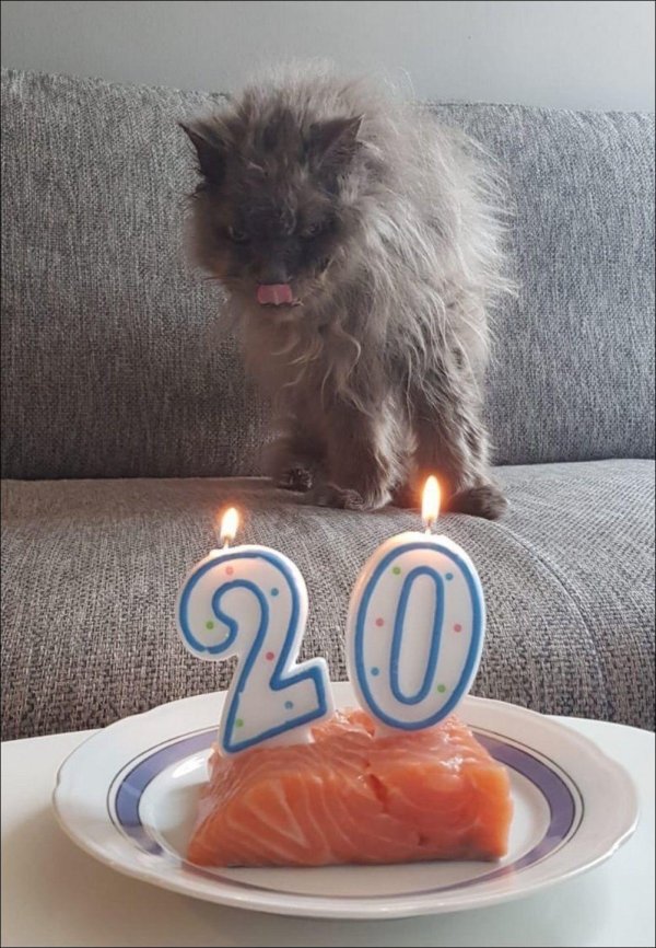 кот день рождения