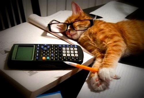 котик бухгалтер