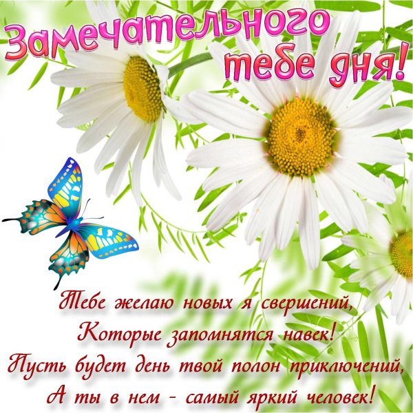 пожелание хорошего дня с ромашками