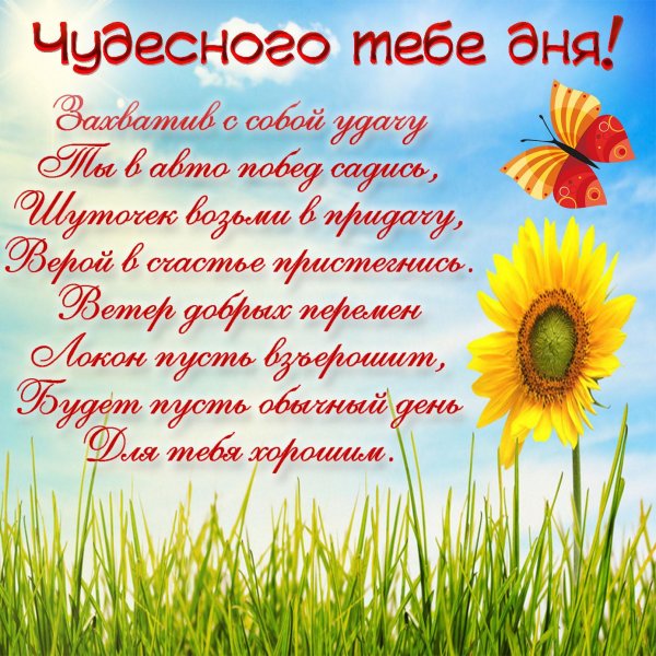 поле подсолнух