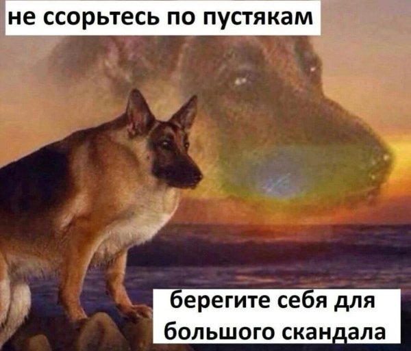 овчарка иди макс