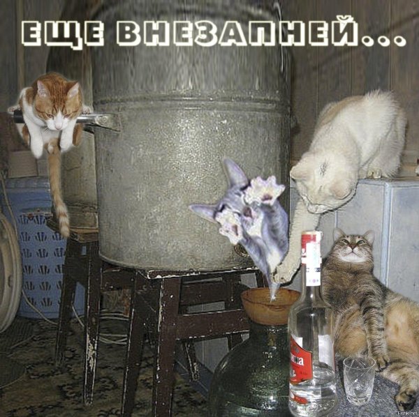 кот самогонщик