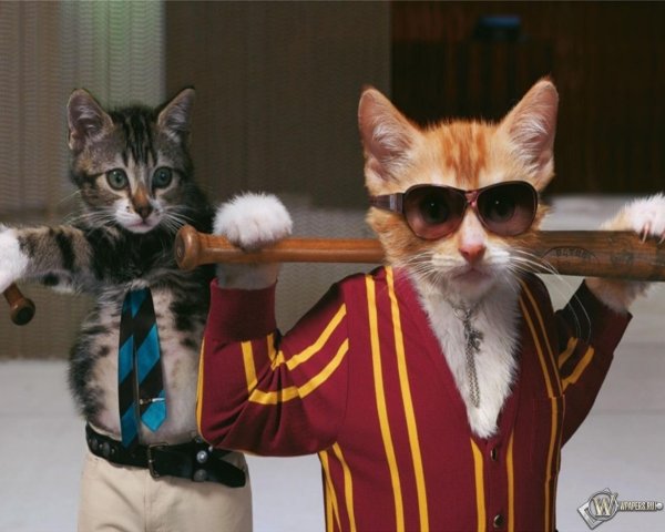 крутой котик