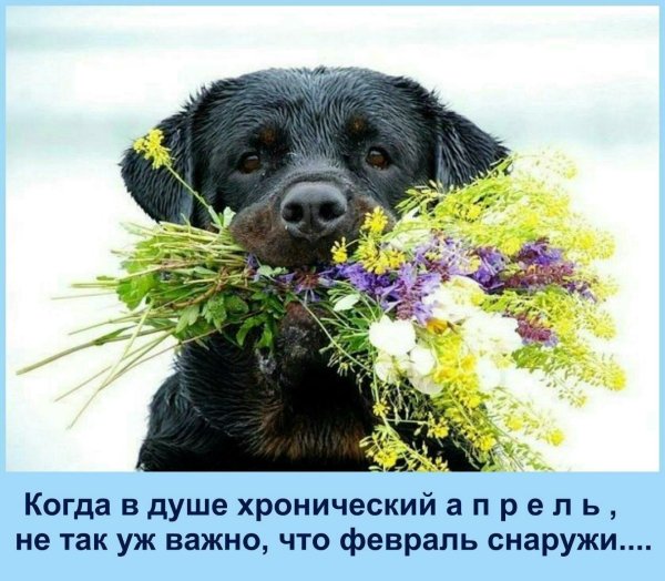 День собак
