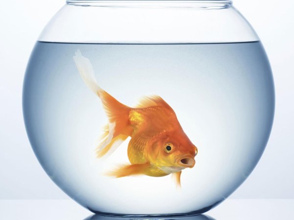 аквариум для золотой рыбки