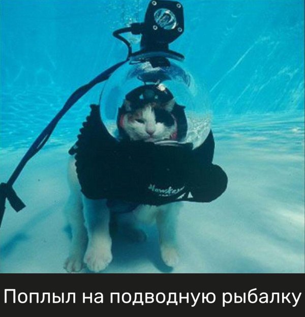 морская котик