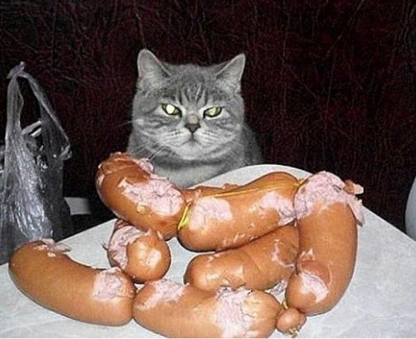 кот с сосисками