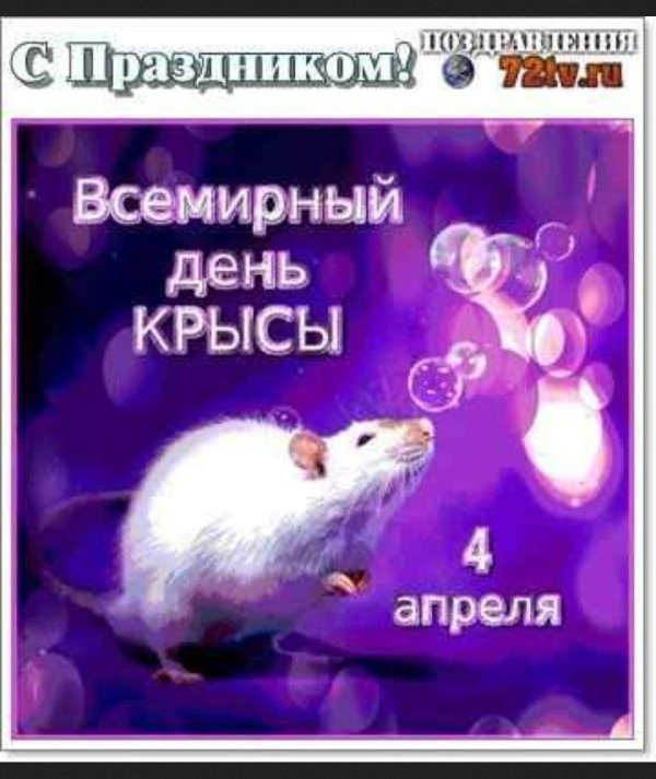 день крысы