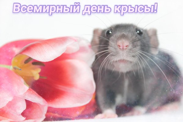 мы крысы