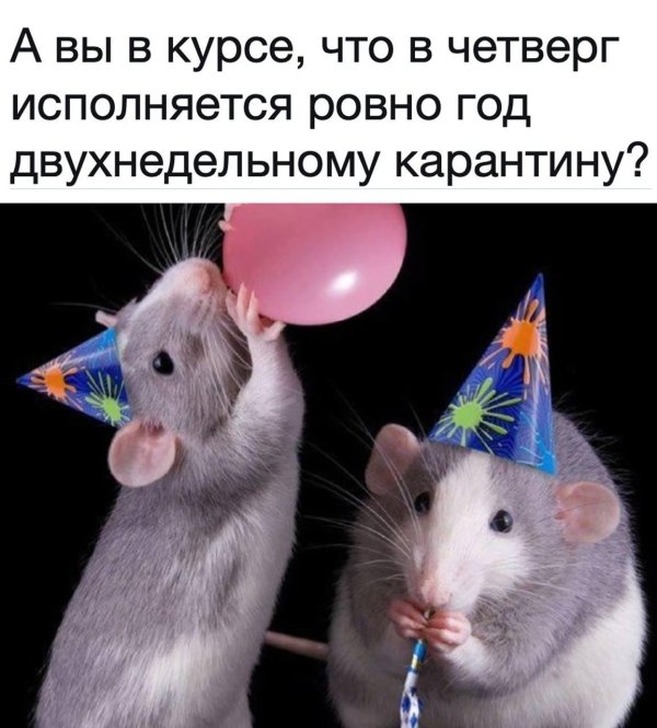 крысы подружки