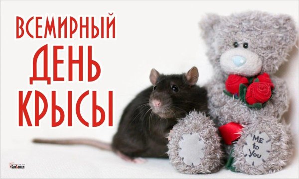 открытка с крысой