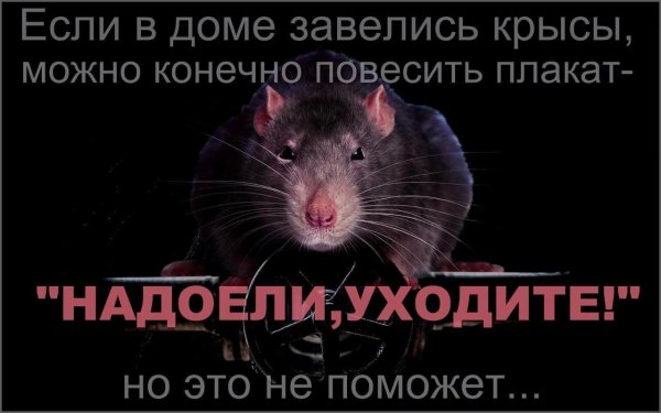 люди крысы статусы