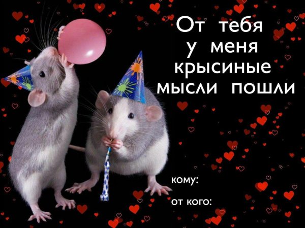 открытка с крысой
