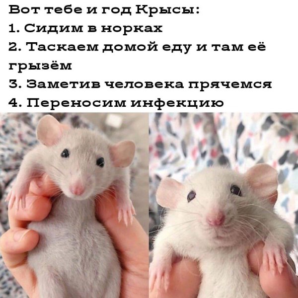 приколы про крыс
