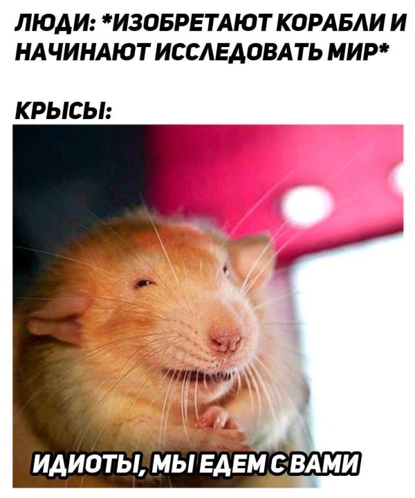 для крыс