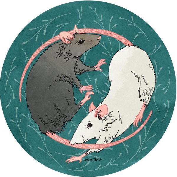 рисунок крыс