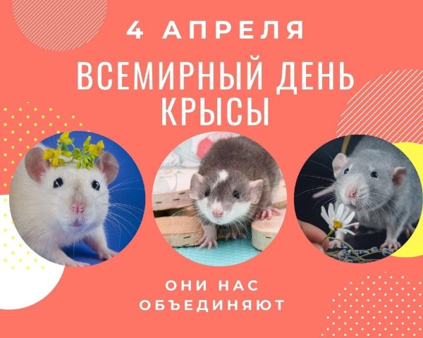 день крысы