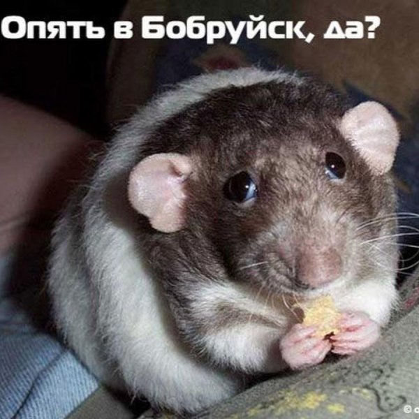мышь смешная