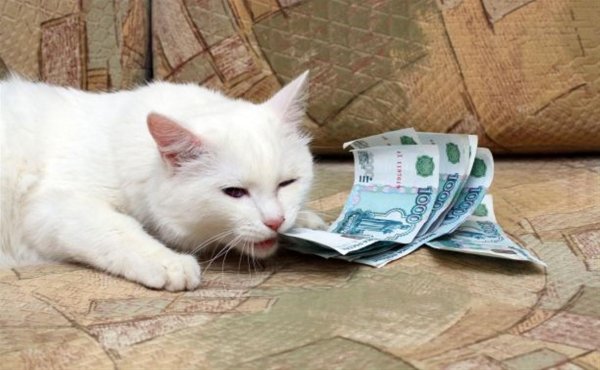 денежный кот