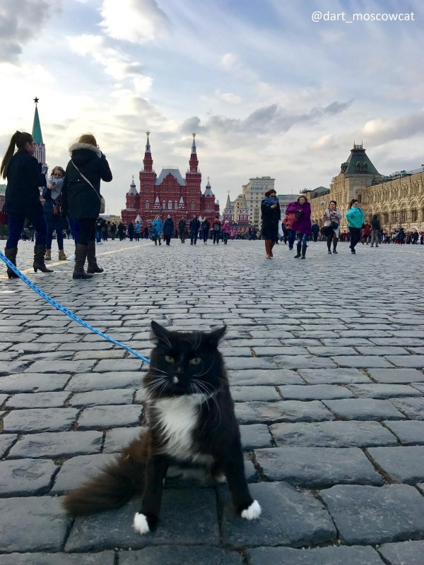 кот в москве