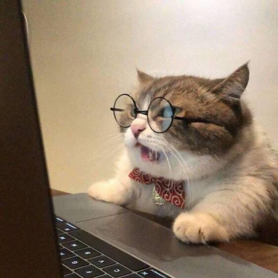 кошка за компьютером
