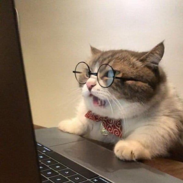 кошка за компьютером