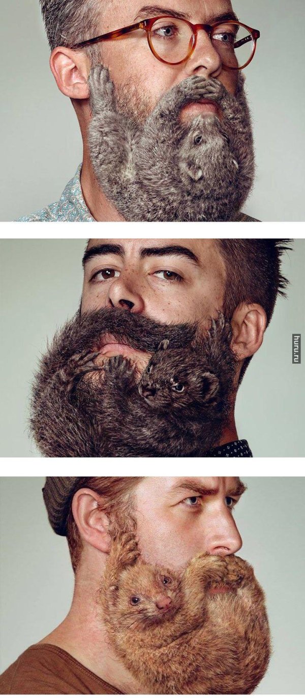 забавные бороды