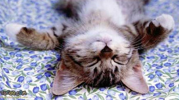 воскресенье котики