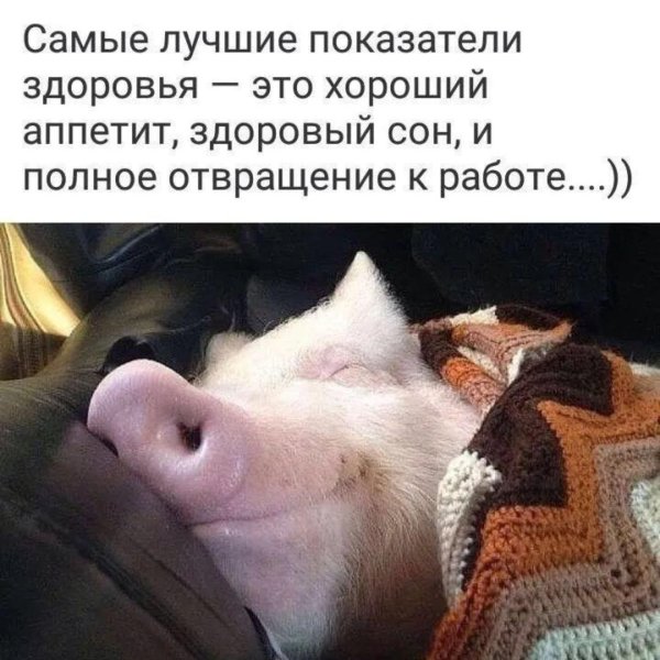 спящая свинья