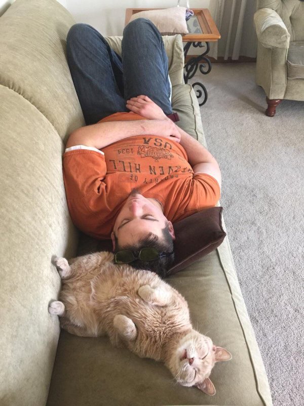 ленивые коты