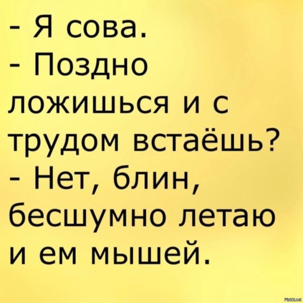сова жаворонок