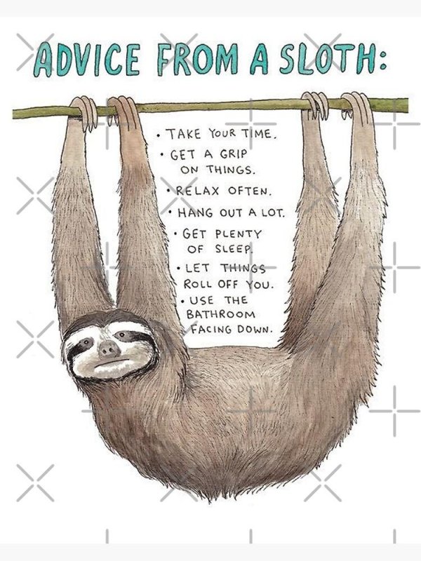 ленивец смешной