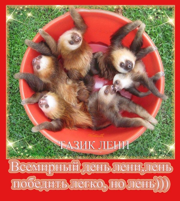 ведро ленивцев