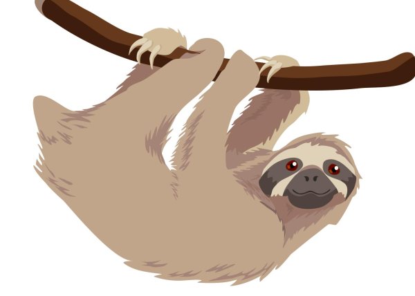 ленивец вектор