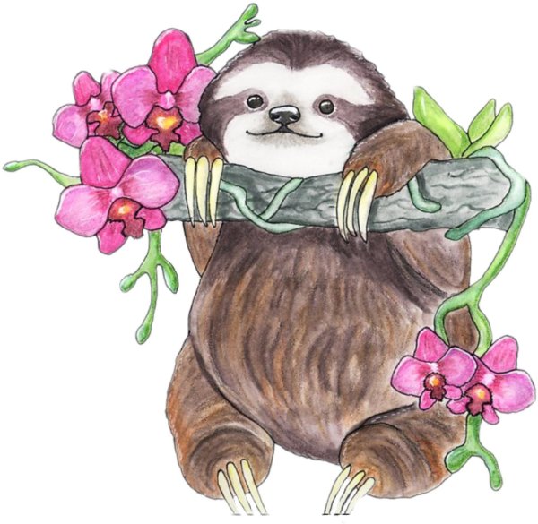 ленивец милый