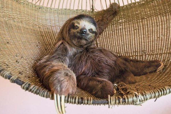 ленни ленивец