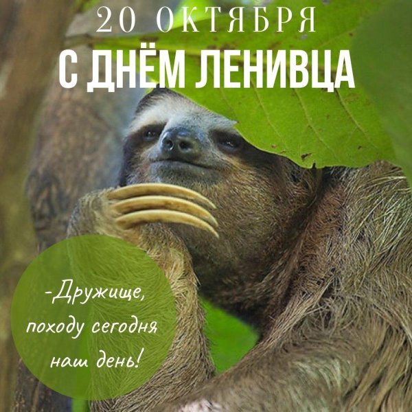 день ленивца