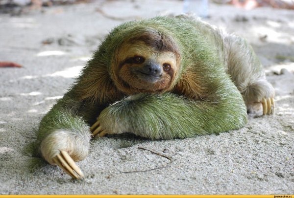 трехпалые ленивцы