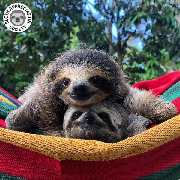 коста рика ленивцы