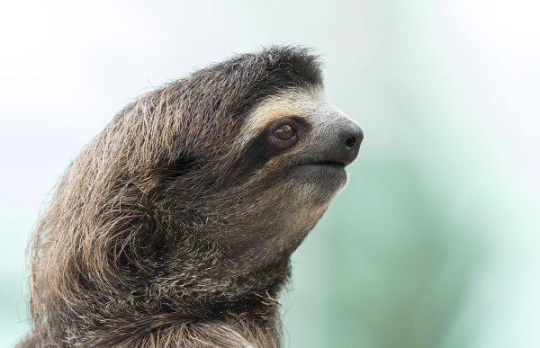 трехпалые ленивцы