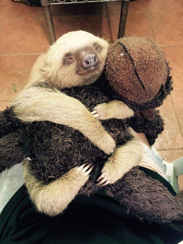 детеныш ленивца