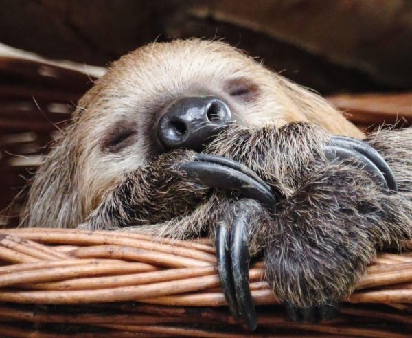 сонный ленивец