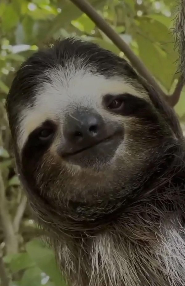 ленивец убийца