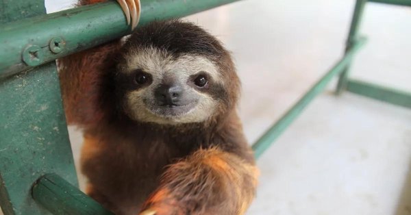 карликовый ленивец