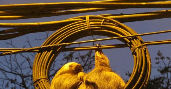 коста рика ленивцы