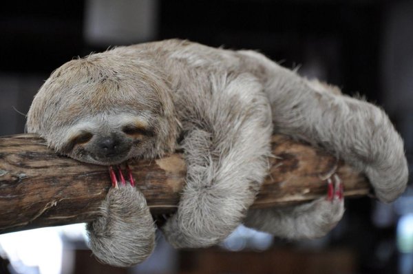 трехпалые ленивцы