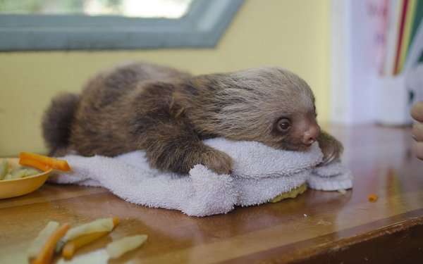 спящие ленивцы