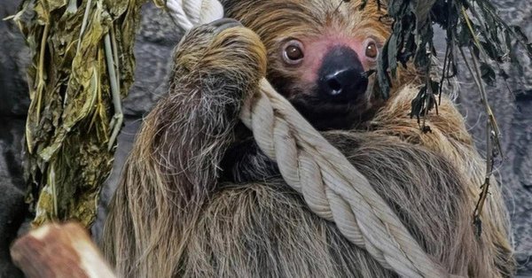 двупалые ленивцы