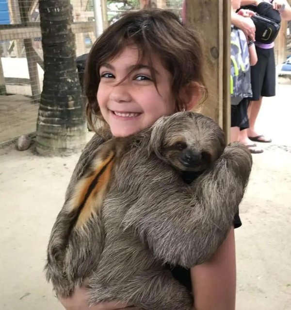 ленивец мона лиза