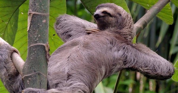 ошейниковый ленивец